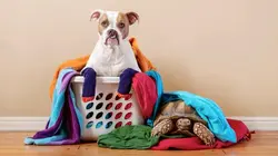 Le chien, meilleur copain des animaux