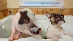 Le chien, meilleur copain des animaux