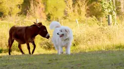 Le chien, meilleur copain des animaux