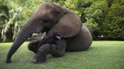 Sur Animaux à 20h35 : Le chien, meilleur copain des animaux