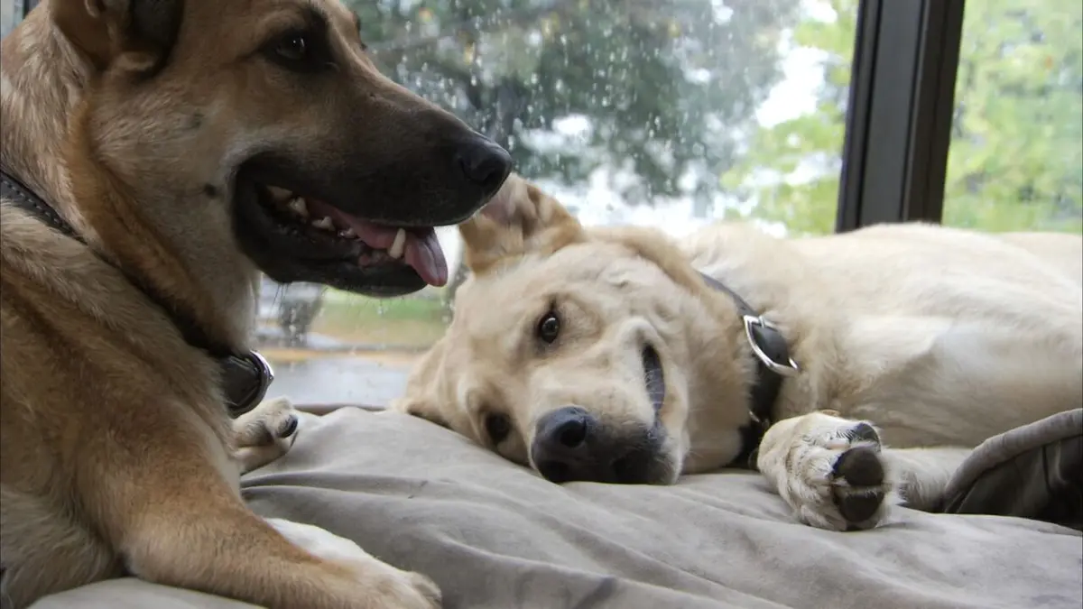 Le chien, meilleur copain des animaux Tommy and Humphrey & Jake and Roo