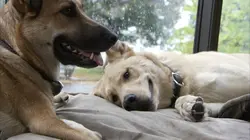 Sur Animaux à 20h35 : Le chien, meilleur copain des animaux