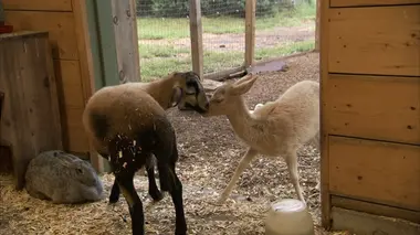 Moona & Saffira and Sugar and Lulu