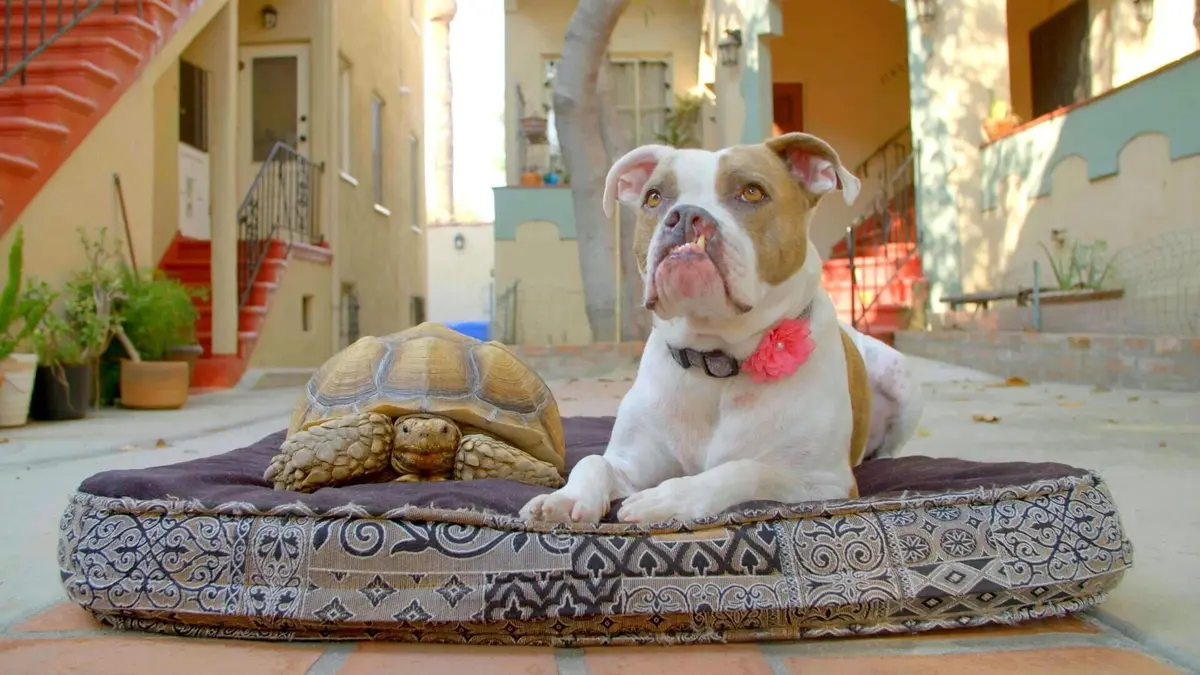 Le chien, meilleur copain des animaux Puka & Larry and Eligh & Laura