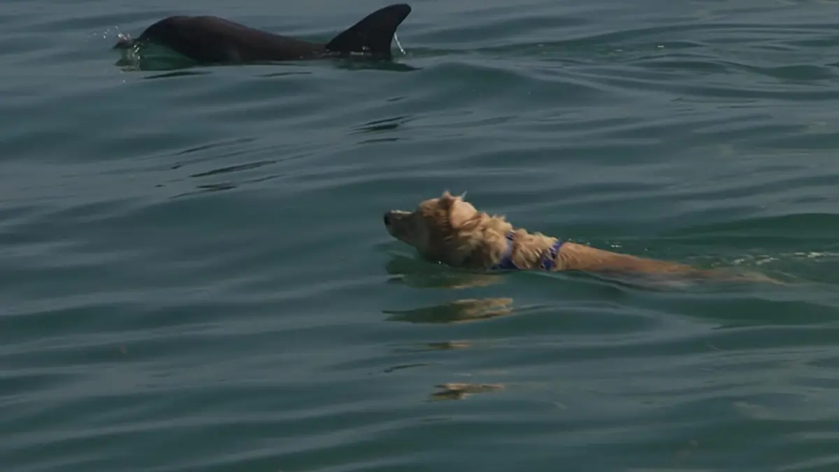 Le chien, meilleur copain des animaux Titan & Indie and Maya and the Dolphins