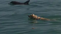 Sur Animaux à 20h35 : Le chien, meilleur copain des animaux