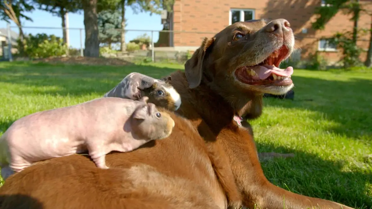 Le chien, meilleur copain des animaux Tiber & Thunder and Chance & Wesley