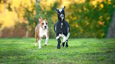 Willoy & Billy and Charlie & Dora