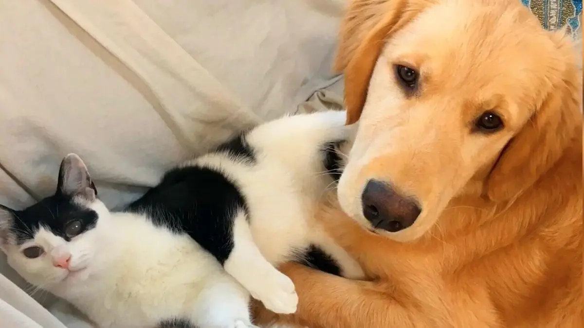 Le chien, meilleur copain des animaux Sammy & Molly and Bucket & Colton