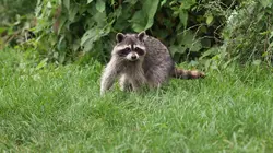 Sur Animaux à 22h05 : Le chien, meilleur copain des animaux