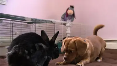 Le chien, meilleur copain des animaux Dally & Spanky, Lola & Pepper