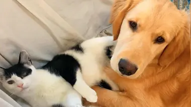 Le chien, meilleur copain des animaux Sammy & Molly and Bucket & Colton