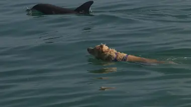 Le chien, meilleur copain des animaux Titan & Indie and Maya and the Dolphins