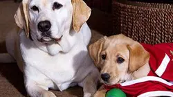 Le chien qui a sauvé Noël