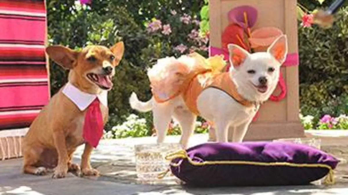 Le chihuahua de Beverly Hills 3: Viva la fiesta !