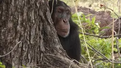 Visuel de Le chimpanzé est un homme comme les autres