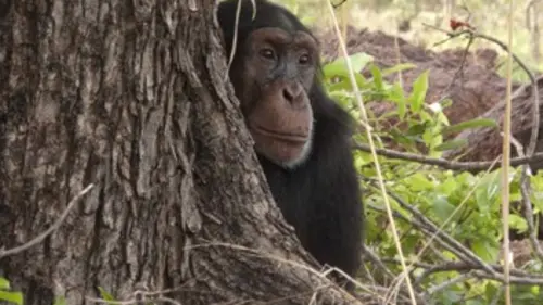 Le chimpanzé est un homme comme les autres