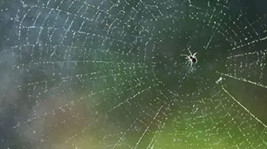 Pluie d'araignées