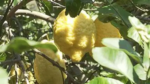 Le citron a-t-il un pépin ?