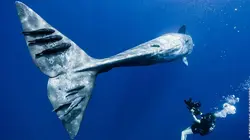 Le clan des cachalots