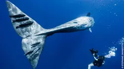 Le clan des cachalots