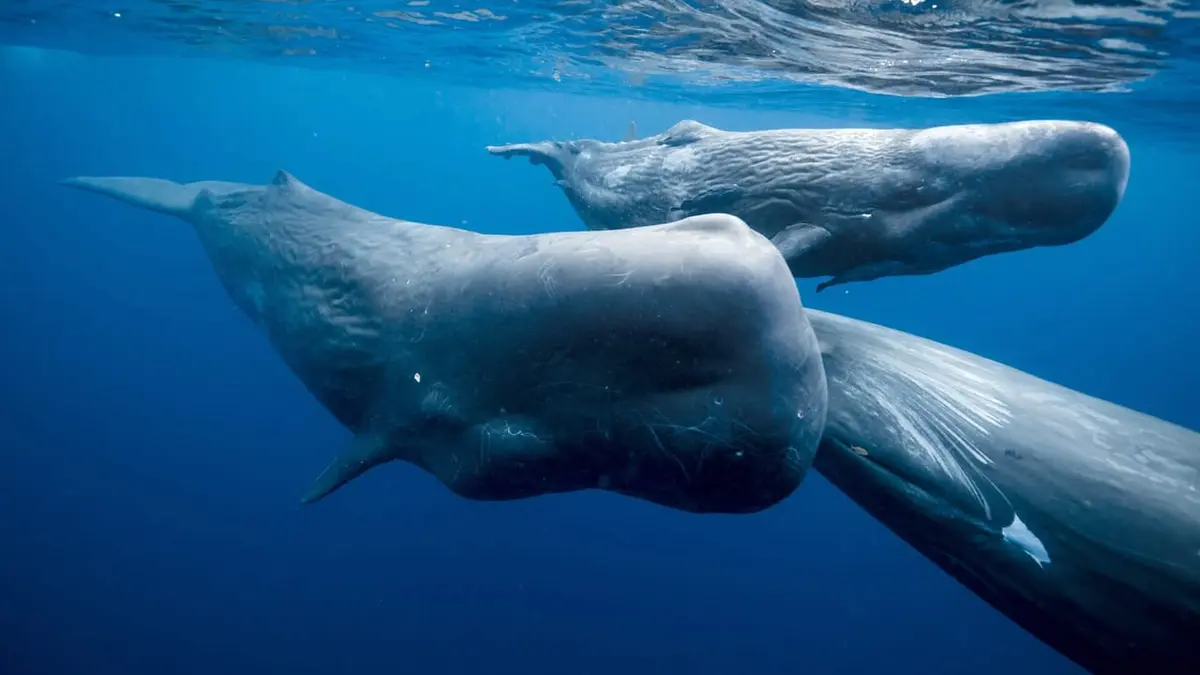 Le clan des cachalots