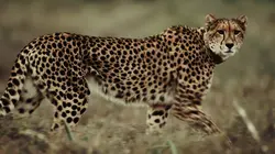 Le clan des guépards Grandir entre deux mères