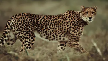 Grandir entre deux mères