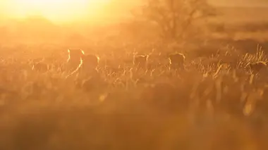 Se battre pour survivre