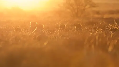 Le clan des guépards Se battre pour survivre