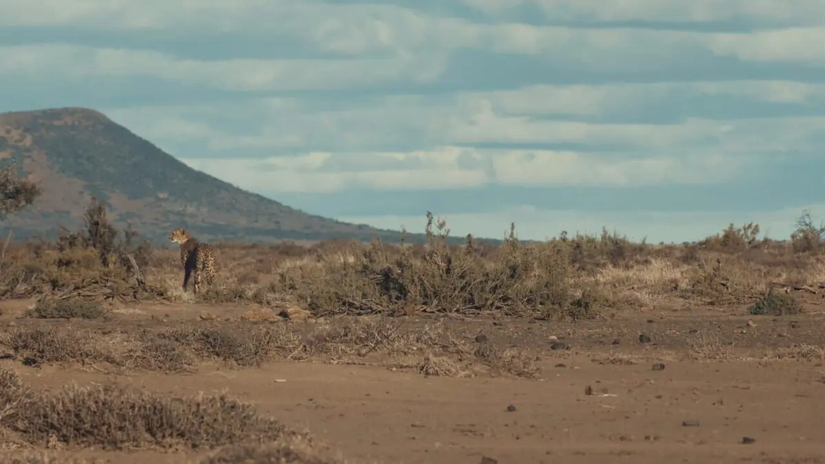 Le clan des guépards