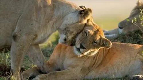 Le clan des lionnes