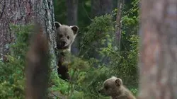 Visuel de Le clan des ours