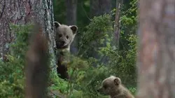 Le clan des ours