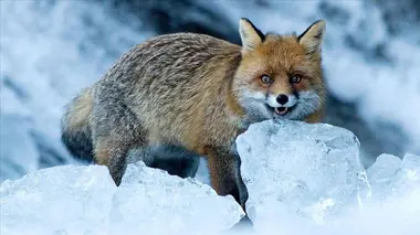 Le clan des renards