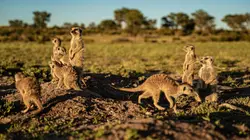 Le clan des suricates, nouvelle génération Soeurs ennemies