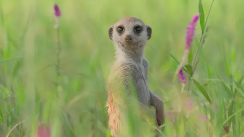 Le clan des suricates, nouvelle génération Paradis perdu