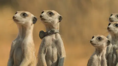 Le clan des suricates, nouvelle génération Tensions sous le soleil