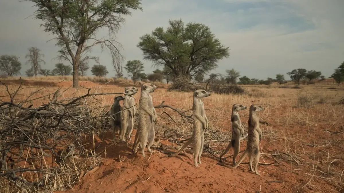 Le clan des suricates, nouvelle génération Portées disparues