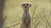 Le clan des suricates, nouvelle génération Retour au bercail
