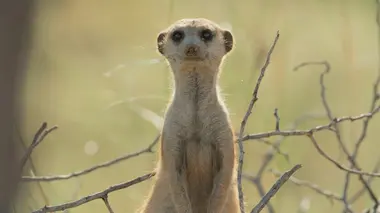 Le clan des suricates, nouvelle génération Retour au bercail