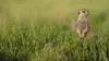 Le clan des suricates, nouvelle génération Après nous le déluge