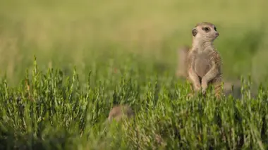 Le clan des suricates, nouvelle génération Après nous le déluge