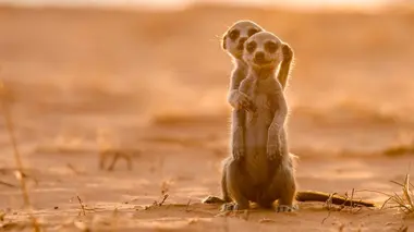 Le clan des suricates, nouvelle génération Chacun cherche son toit