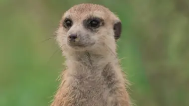 Le clan des suricates, nouvelle génération Du rififi au paradis