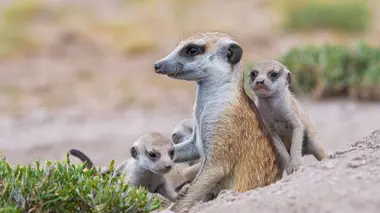 Le clan des suricates, nouvelle génération L'exil de Matcha