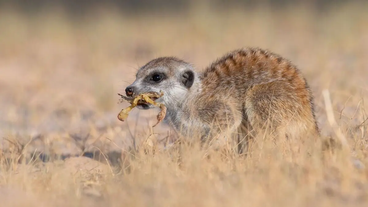 Visuel de Le clan des suricates, nouvelle génération L'hiver de tous les dangers