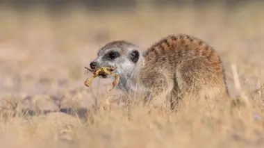 Le clan des suricates, nouvelle génération L'hiver de tous les dangers