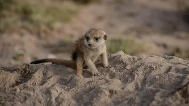 Le clan des suricates, nouvelle génération La relève est assurée