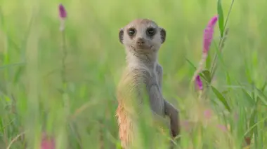 Le clan des suricates, nouvelle génération Paradis perdu